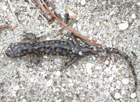 Eastern Tiger Salamander